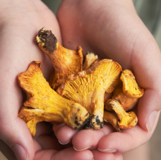 The Healing Power of Medicinal Mushrooms