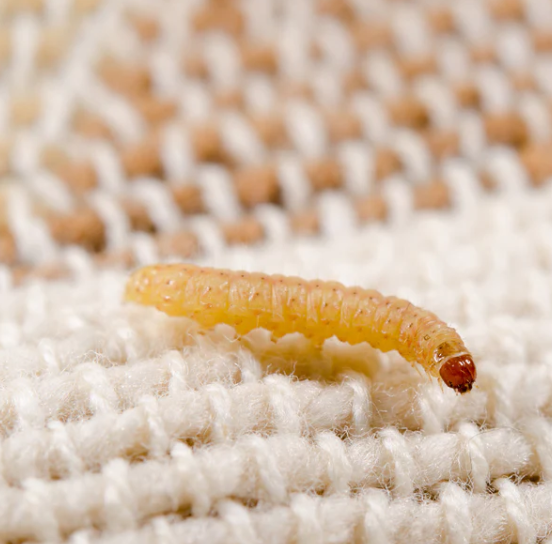Effective Ways to Get Rid of Moth Larvae and Protect Your Wardrobe