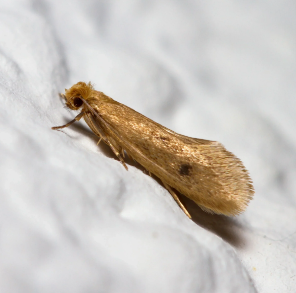 Do Moth Traps Actually Work? Here’s What You Need to Know