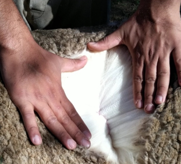 The Many Benefits of Wool: A Sustainable and Comfortable Choice