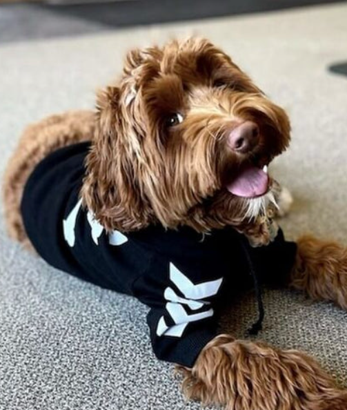 How to Keep Pet Hair Off Your Clothes: Essential Tips for Pet Owners